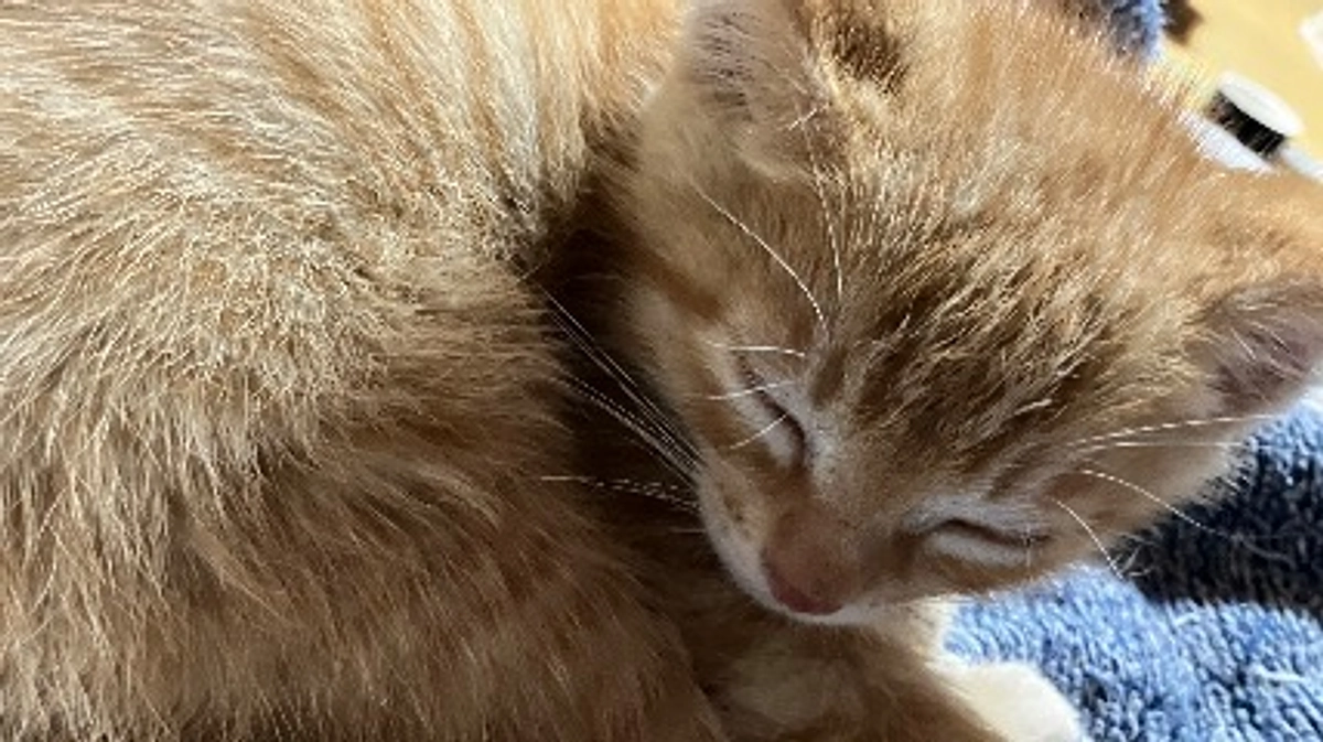 今日も子猫問い合わせ・・・