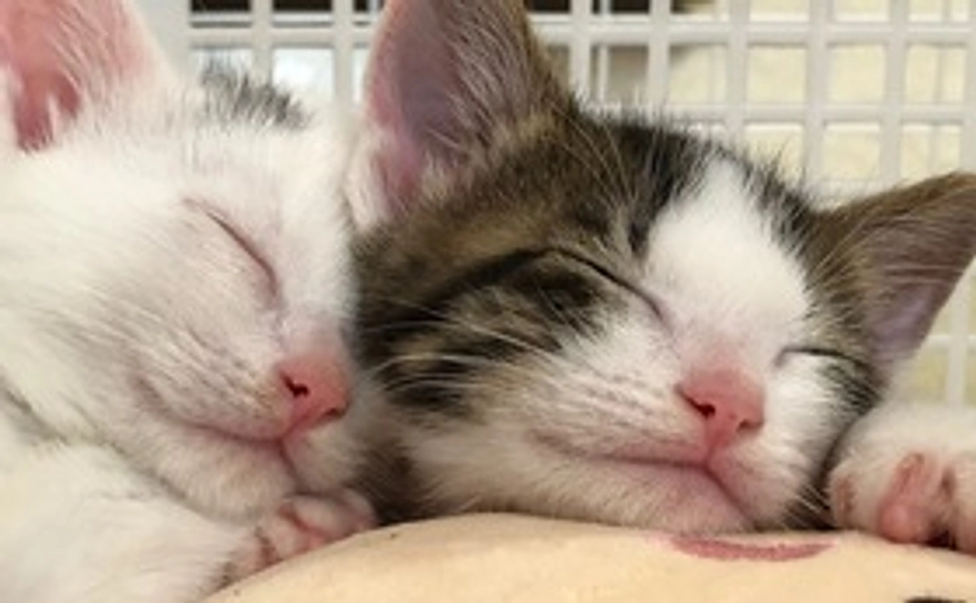 全力応援コース・ベビーちゃん