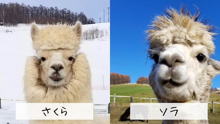 ビバアルパカ牧場｜皆様とアルパカ達の憩いの場を、より快適な環境へ 5枚目