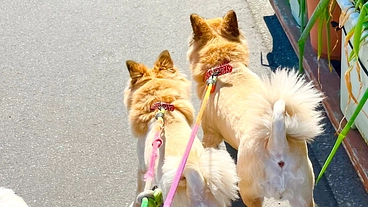 保護犬のためのドッグラン設備 のトップ画像