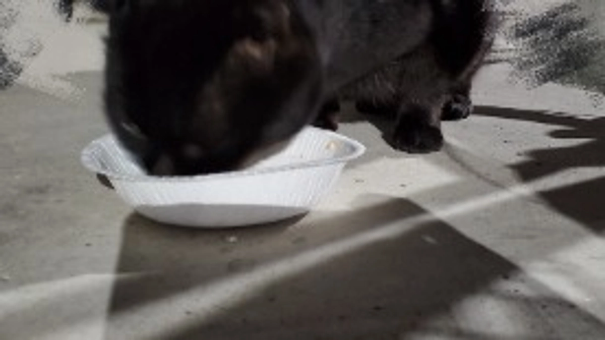 ご無沙汰しております。最近の外猫達です😌