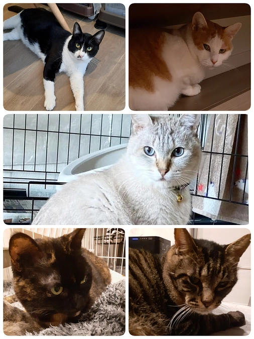 保護猫の通院についてのご報告