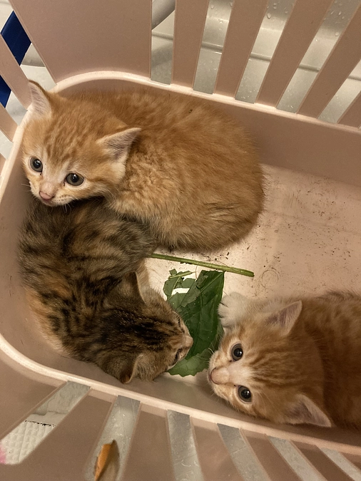 子猫捕獲！！ただ別の子