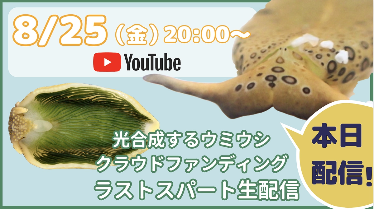 【残り6日】本日20時からライブ配信を実施します！