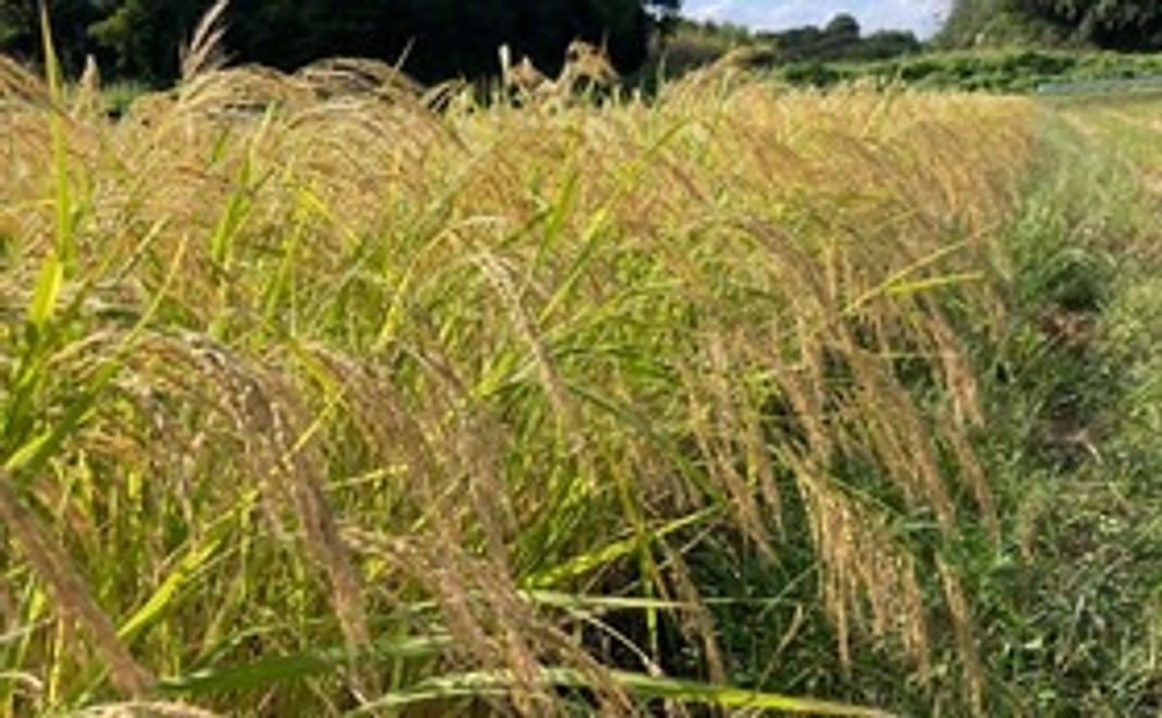 2021年産新米「コシヒカリ」精米2kg