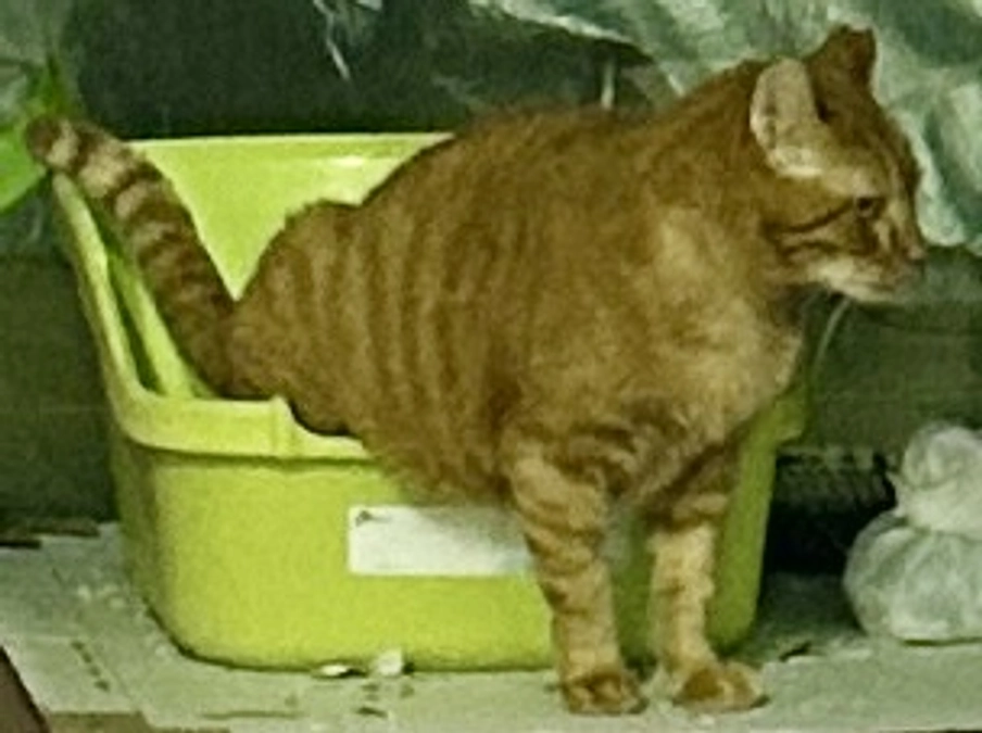 初めて見たトラちゃんのトイレ姿