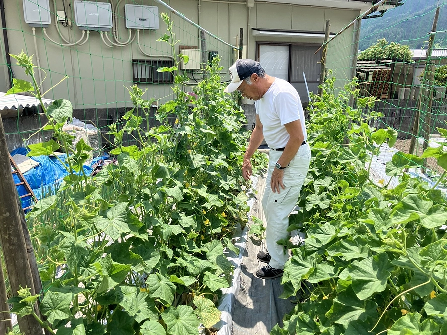 【野菜栽培レポート】地いも・地きゅうりが育っています！