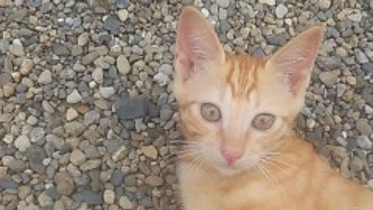 近所周りは、車も通るし危険！！！