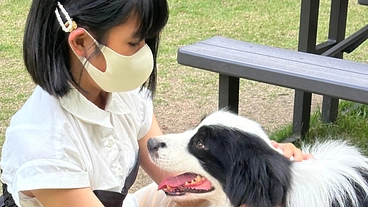 ボーダーコリーと触れ合える犬達の終生カフェ のトップ画像