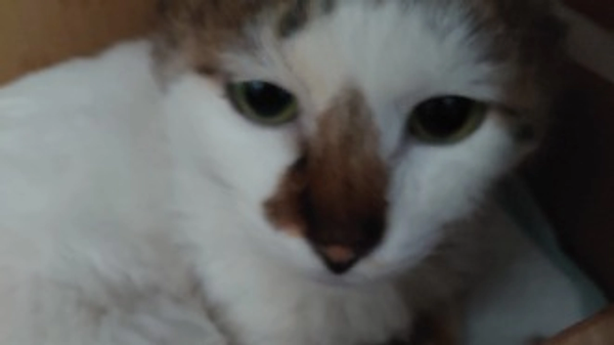 ツキちゃんの事と今後の事について。