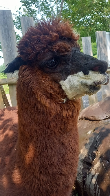 応援コメントのご紹介①