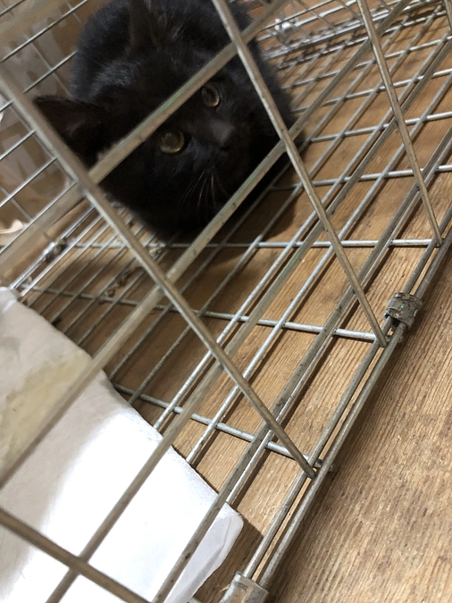 黒猫ちゃん🐈‍⬛