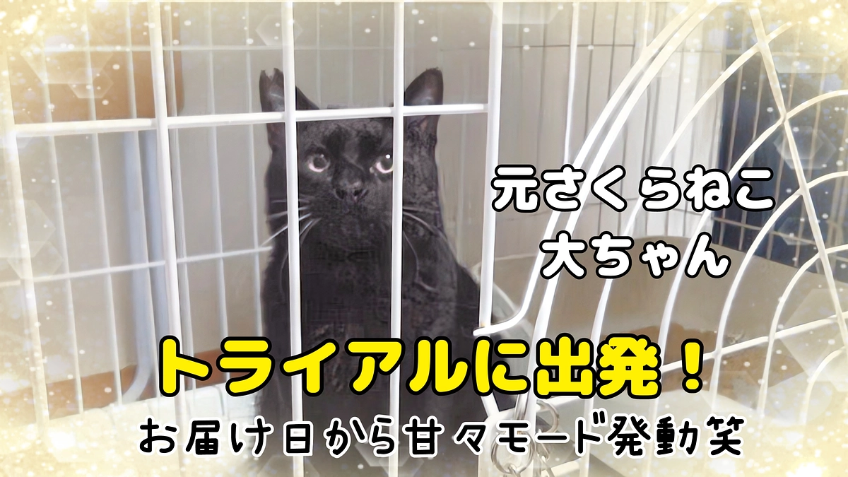 大人猫がトライアルに出発中