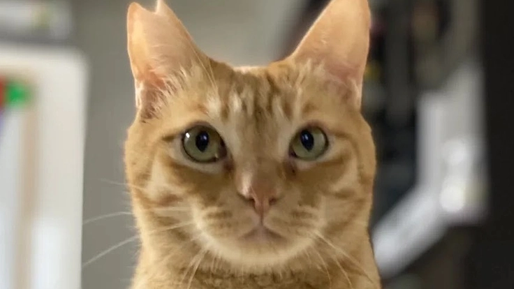 [リンパ腫]コタロウの抗がん剤治療費の支援をお願い致します