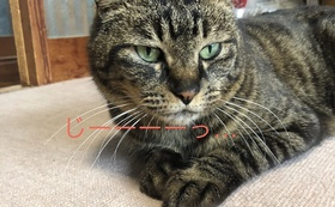 ありがとうございます