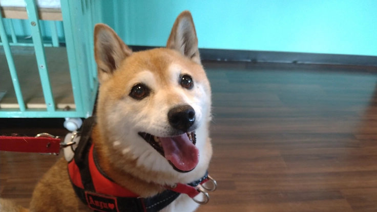 愛犬柴犬あんずの心臓手術ご支援をお願いいたします