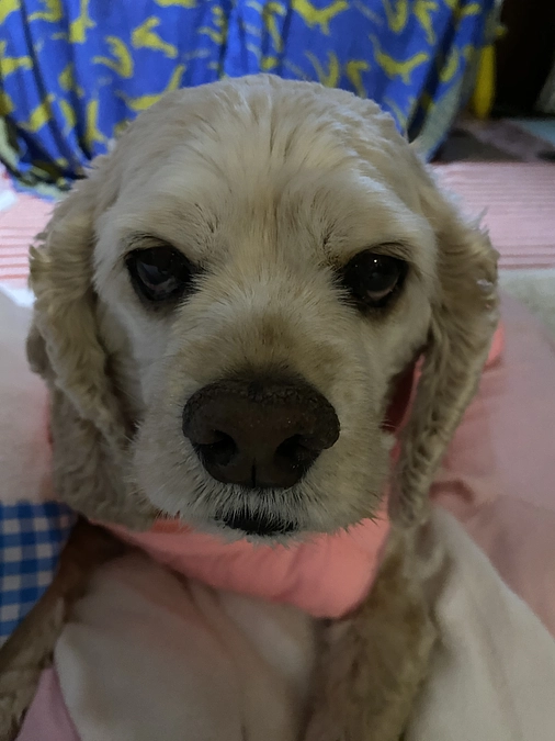 ロレンツアご支援有り難う御座いました