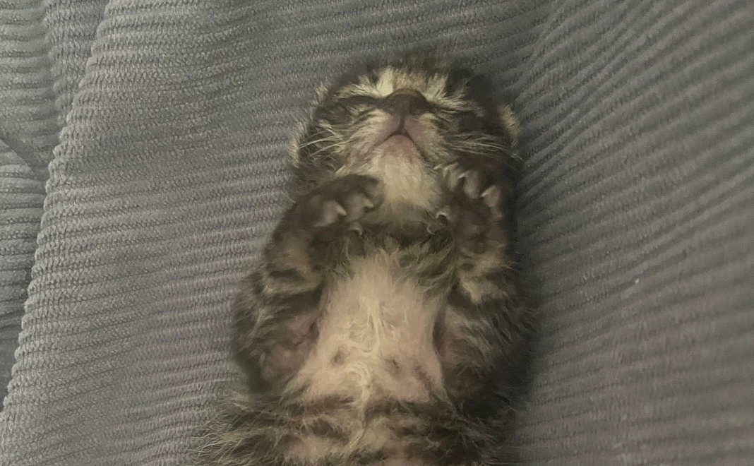 感謝のメール🐈‍⬛🐈‍⬛