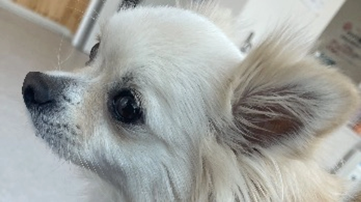 面会に行ってきました🐶✨️