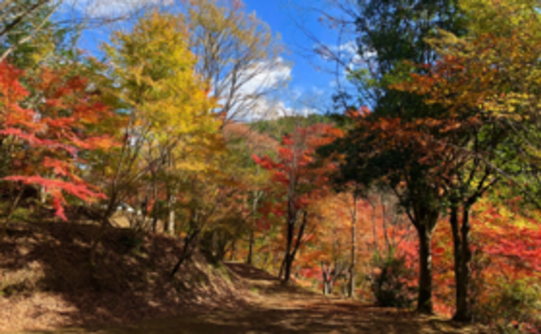 一緒に森を作りましょう！もみじのオーナーコース