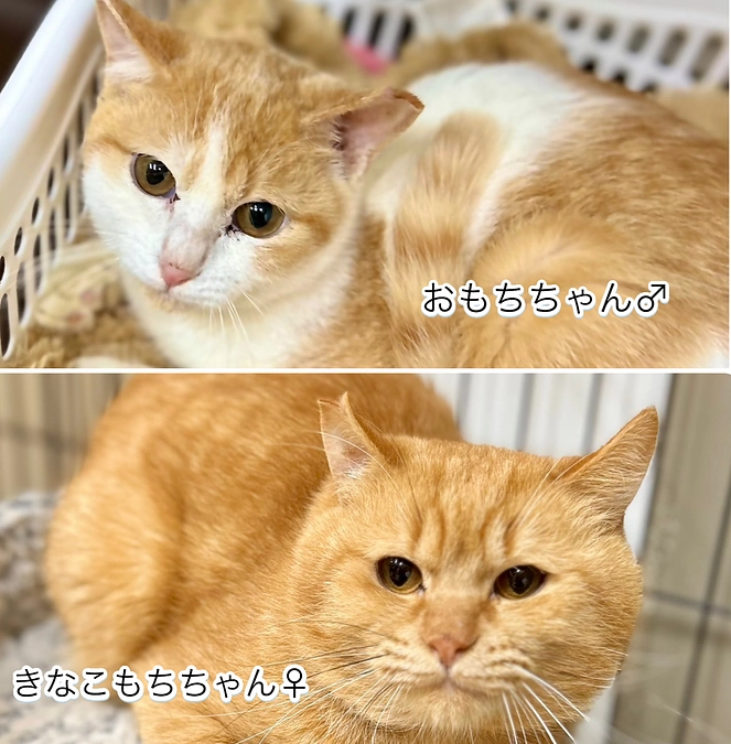 春のお迎え 来ましたよ