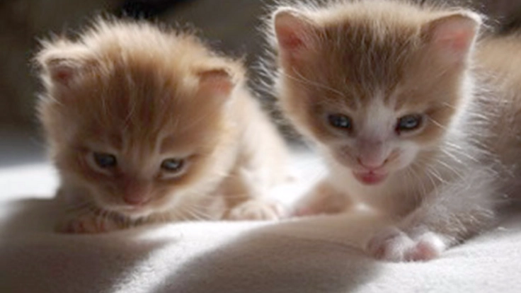 虐待を受けたり怪我や病気の野良猫達、捨てられた猫達を救いたい