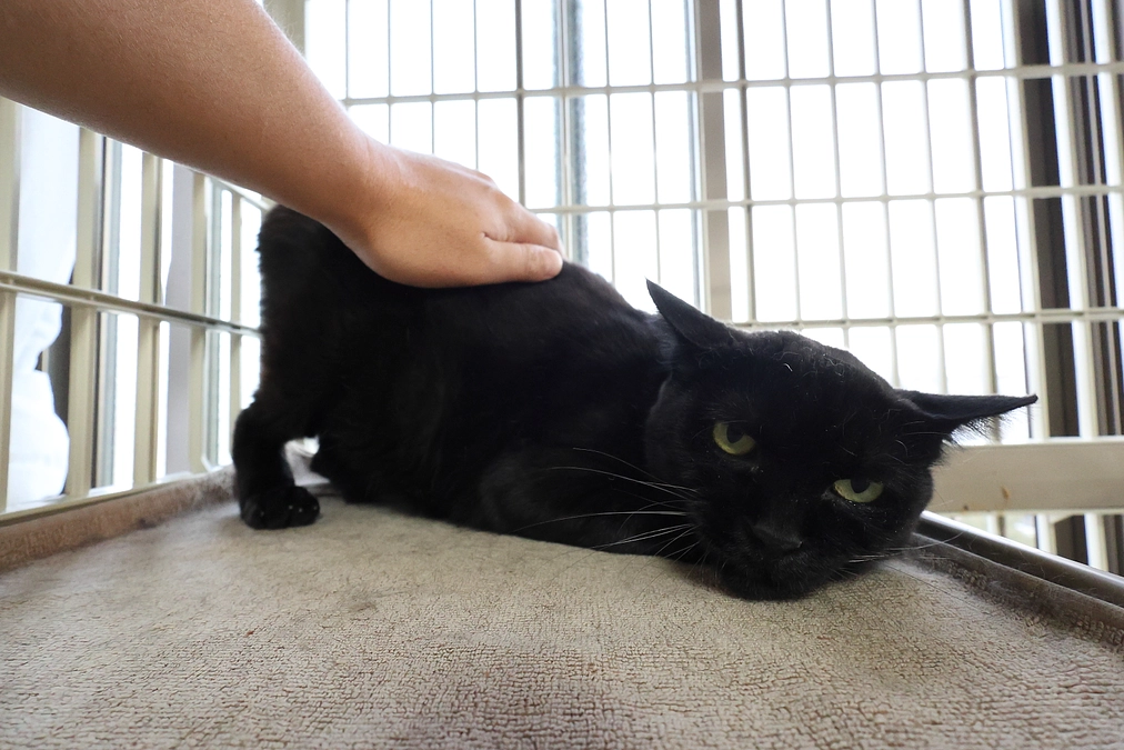 背中をなでるとゴロゴロのどを鳴らす黒猫くーちゃん