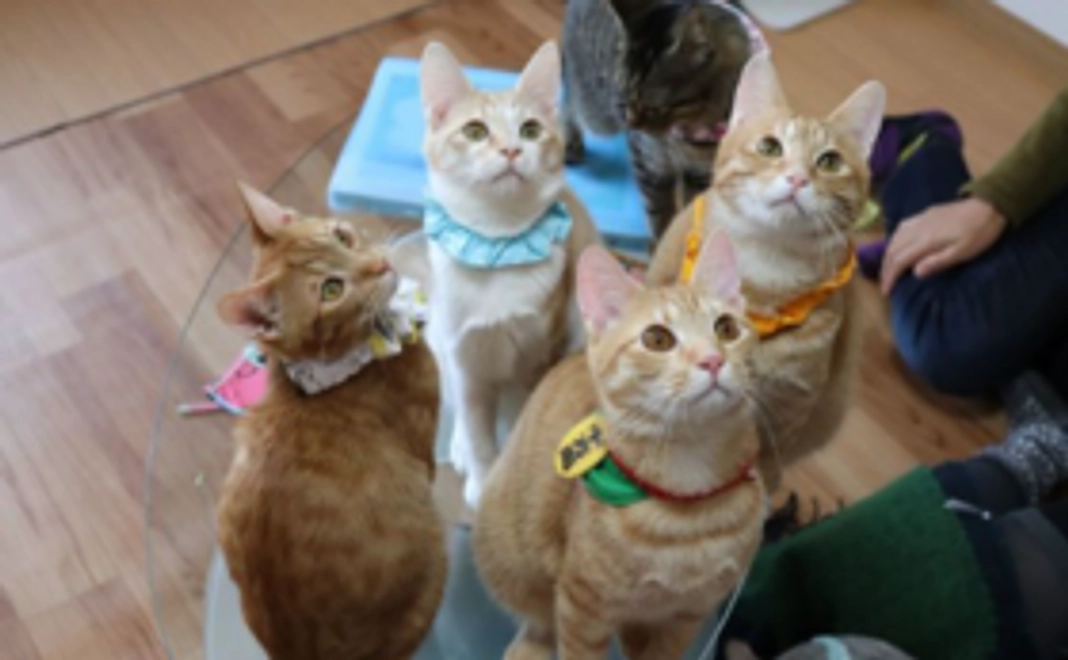 毎月応援5000円コース