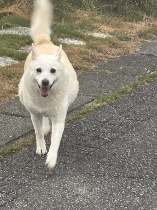 残り20パーセント