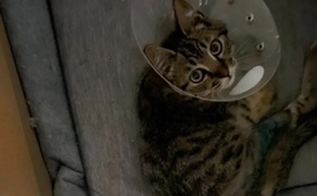 保護猫さむ君支援（１）