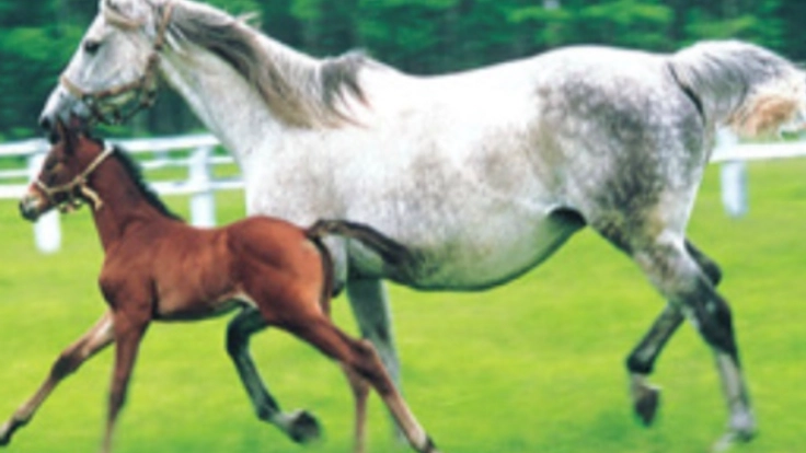 競馬Barの経営と競走馬の引退後のファームづくり