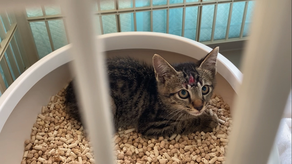 子猫1匹を保護しました