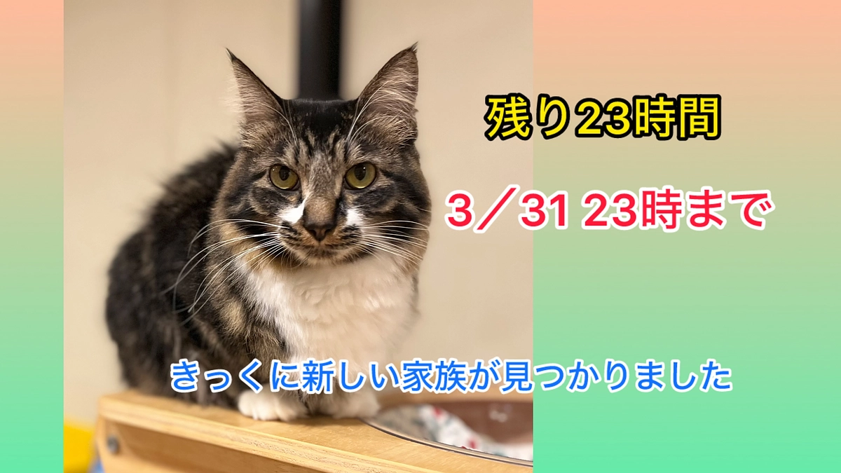 <残り22時間！！>問題児きっくにずっとのお家が見つかりました！やったー♪