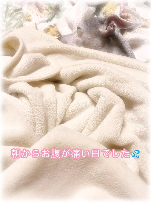 今朝からお腹が痛い日のようでした🐕💦