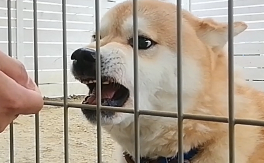 施設全体の保護犬猫たちに幸せを!!