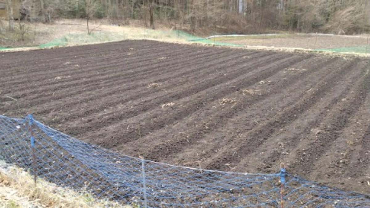 じゃがいもを植えました！　～その３　定植～