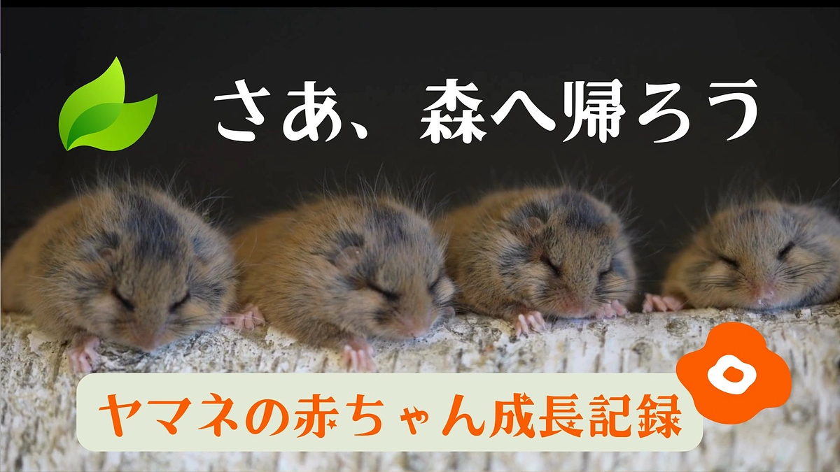 🌿 あの感動を再び——ヤマネの保育日記、動画で公開しました！