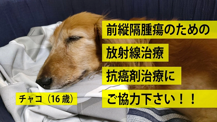 【緊急】愛犬ダックスフントの前縦隔腫瘍の治療に協力してください！！