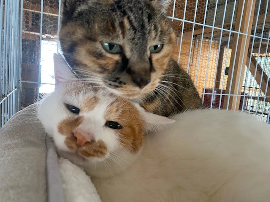 【引き続きのご支援のお願い】ネクストゴールを設定しました！