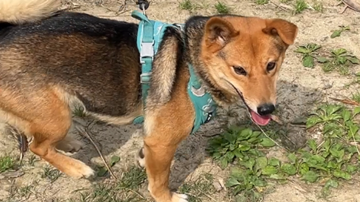 【残り2日】犬を飼おうと思います。人氣のリターン追加しました。