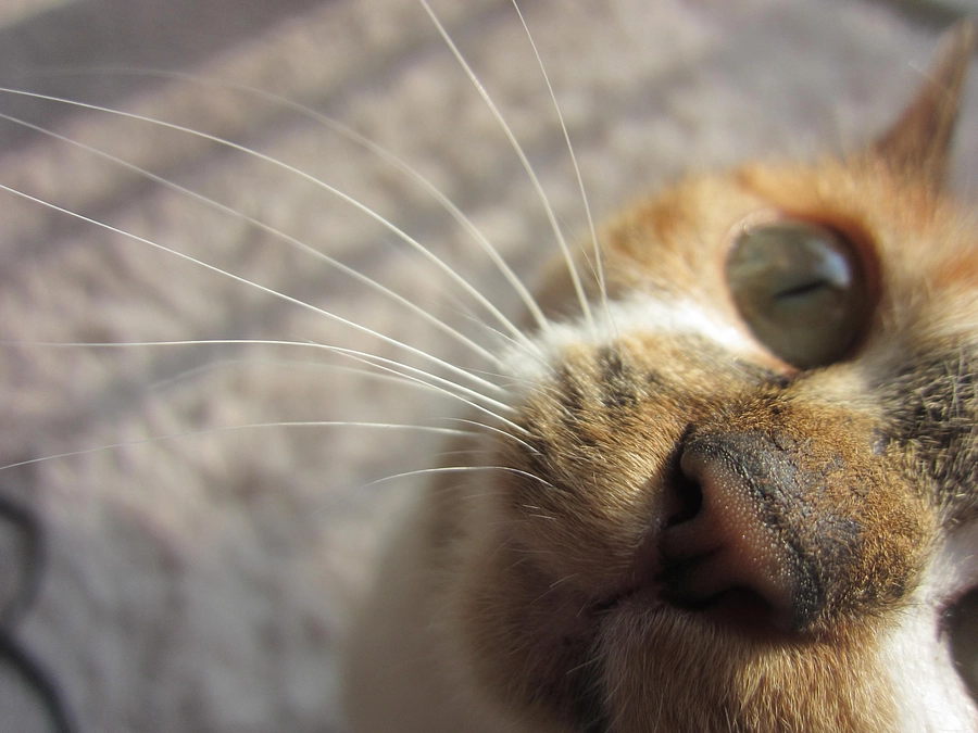 【クラウドファンデング達成】心よりお礼申し上げます