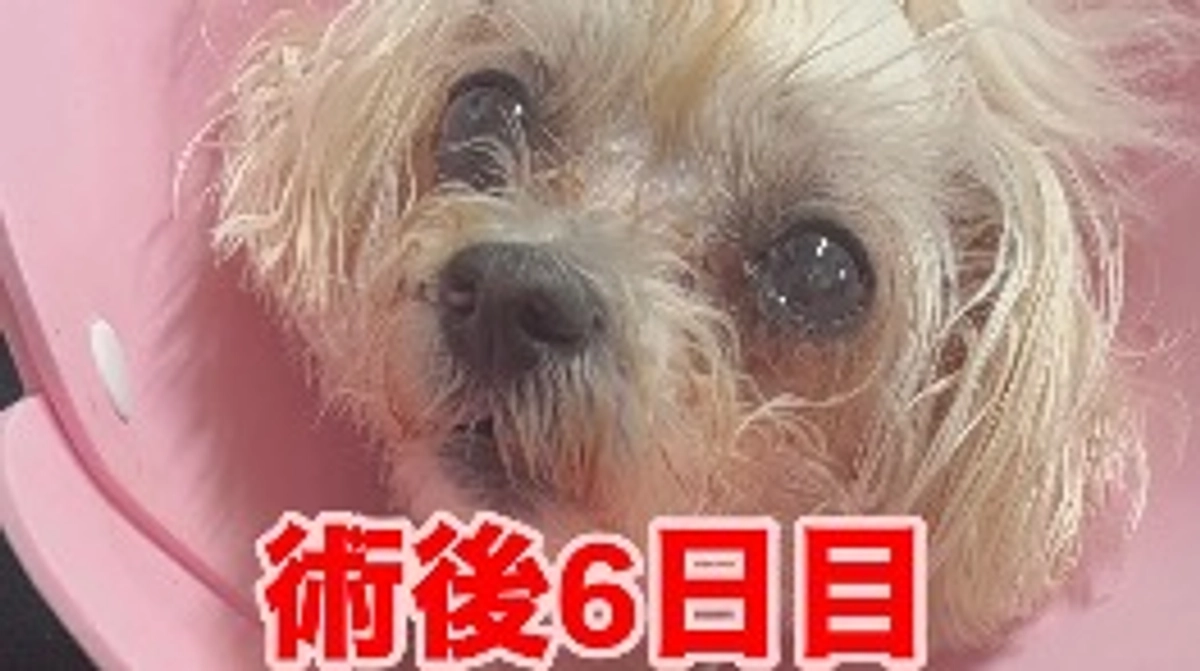 🚨術後6日🚨⚠️⚠️⚠️クラファン残り19日💦💦💦