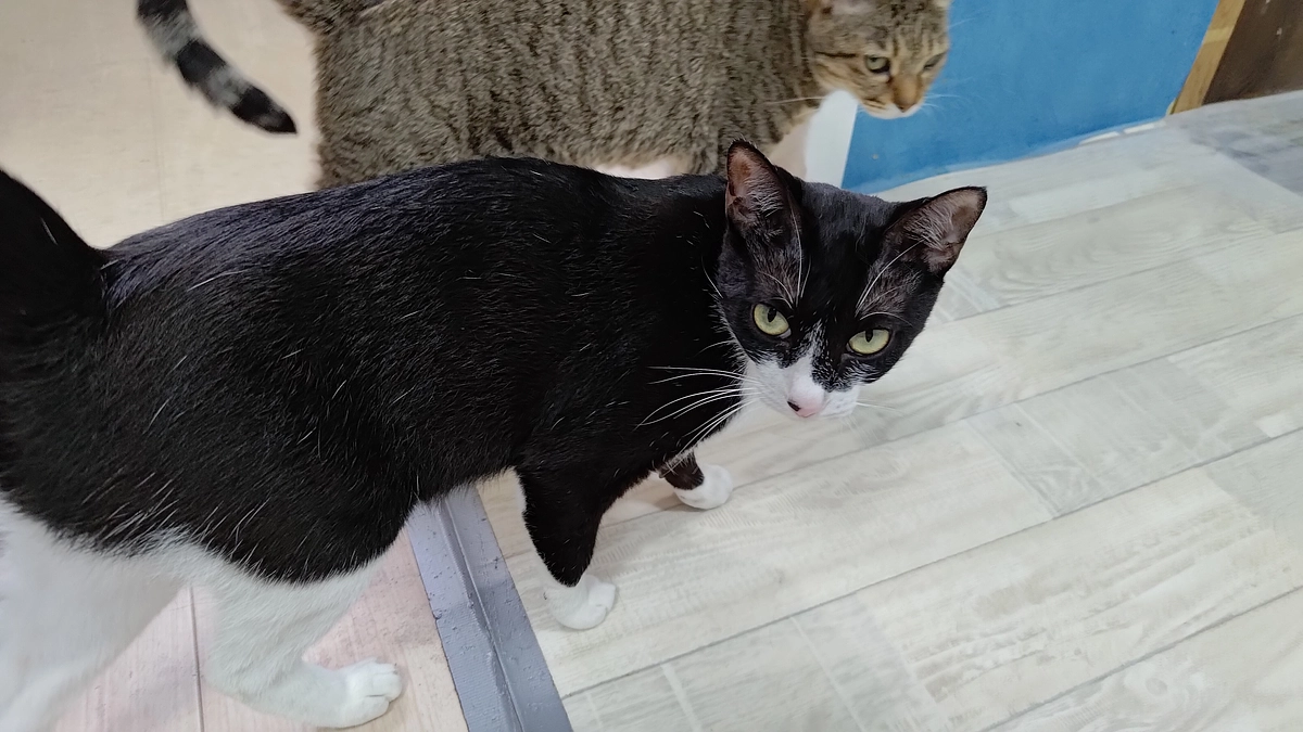 おきゅうQ様　活動報告その2 