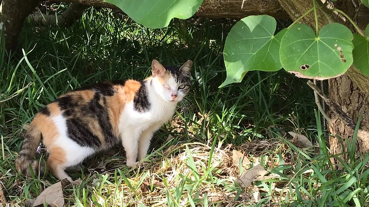 第7弾石垣島の捨てられた猫たちに治療を受けさせたい