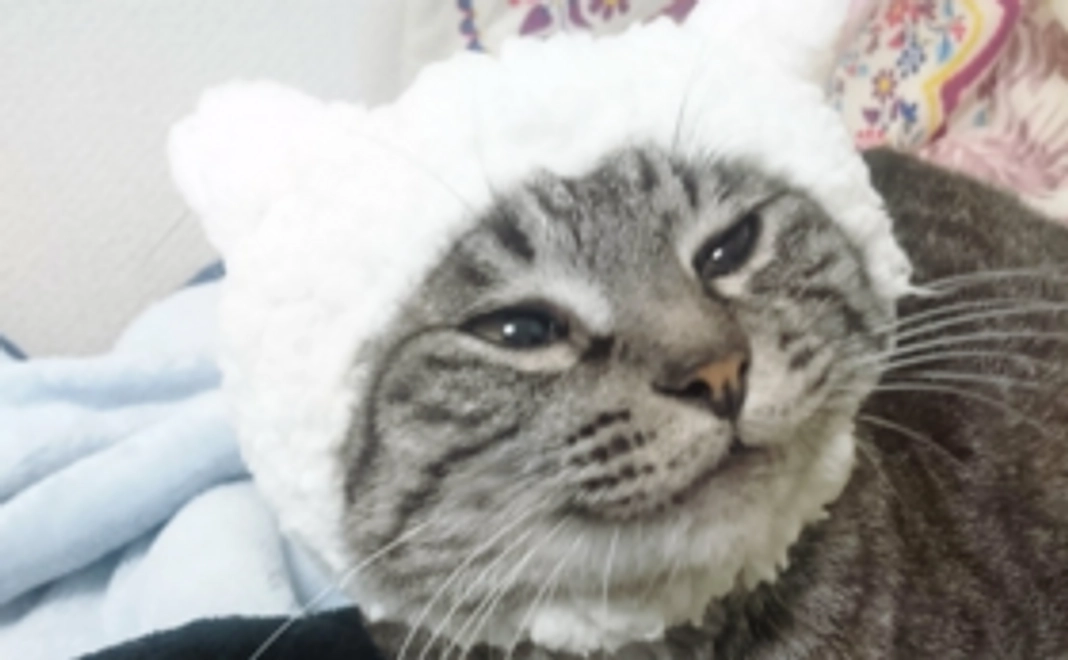 いろは感謝メール