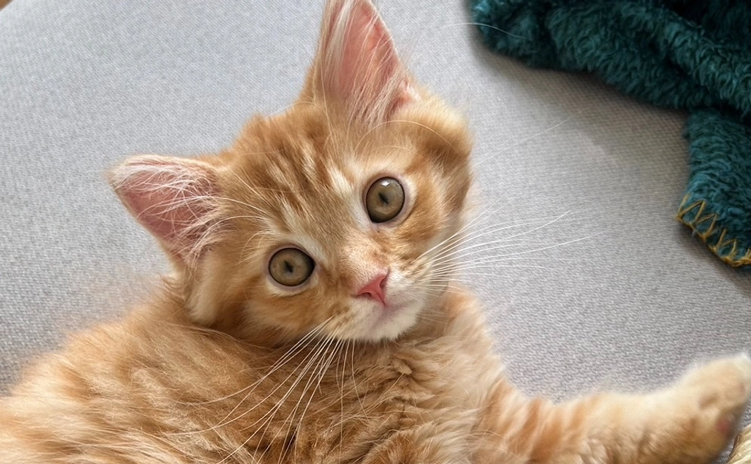 金太郎応援1,000円