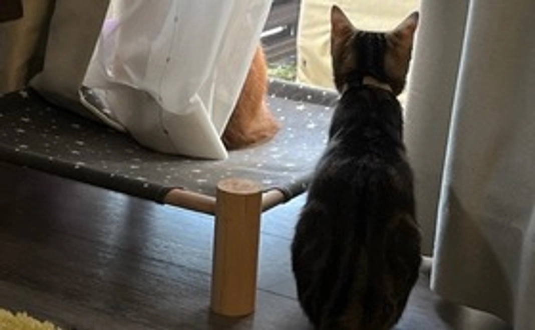 ※リターン不要※ちまき応援コース