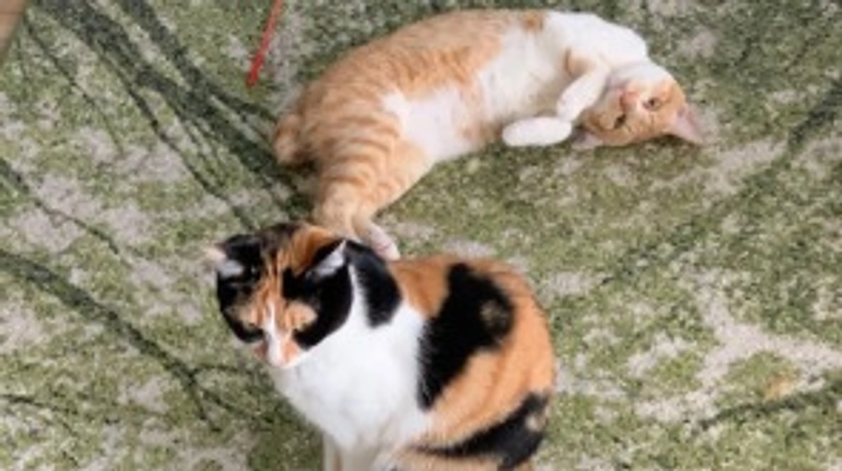 投薬83日目（プロジェクト開始43日目）※残り3日です。