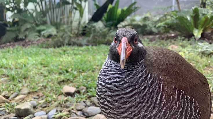 傷ついたヤンバルクイナの命を繋ぐ。リハビリ施設建設のためにご支援を