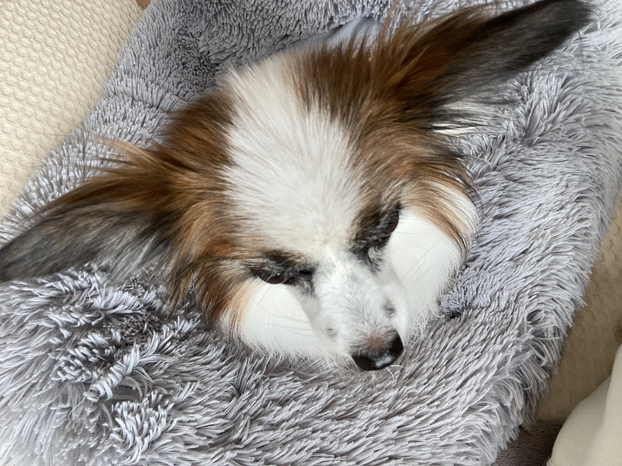 🆘残り9日 達成率55%🆘